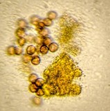 Fuligo septica image