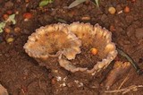 Cymatoderma caperatum image