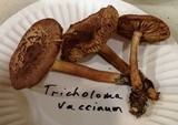 Tricholoma vaccinum image