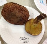 Suillus lakei image