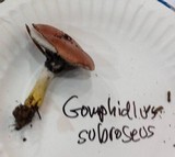 Gomphidius subroseus image