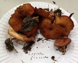 Lepista flaccida image