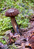 Lactarius wirrabara image