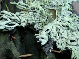 Hypogymnia rugosa image