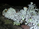 Hypogymnia rugosa image