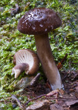 Lactarius wirrabara image