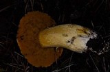 Suillus tomentosus image