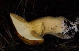 Suillus tomentosus image