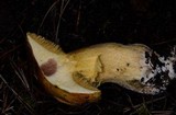 Suillus tomentosus image