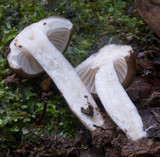 Lactarius wirrabara image