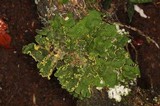 Pseudocyphellaria aurata image