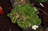 Pseudocyphellaria aurata image