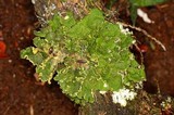 Pseudocyphellaria aurata image