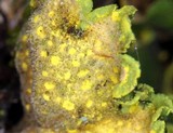 Pseudocyphellaria aurata image