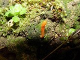 Cordyceps militaris image