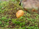 Hypholoma capnoides image