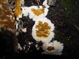 Serpula himantioides image