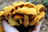 Gymnopilus speciosissimus image