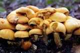 Gymnopilus speciosissimus image