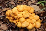 Gymnopilus speciosissimus image