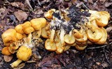 Gymnopilus speciosissimus image