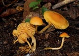 Humidicutis marginata var. concolor image