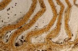 Hypholoma marginatum image