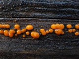 Dacrymyces stillatus image