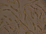 Dacrymyces stillatus image