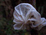 Hemimycena candida image