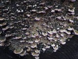 Trichaptum abietinum image