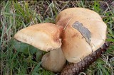 Cortinarius varius image