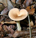Clitocybe gibba image