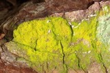Chrysothrix candelaris image