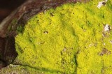 Chrysothrix candelaris image