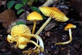 Humidicutis marginata image