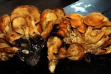 Gymnopilus speciosissimus image