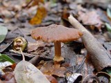Descolea maculata image