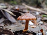 Descolea maculata image
