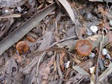 Descolea maculata image