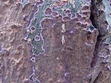 Chondrostereum purpureum image