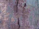 Chondrostereum purpureum image