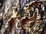 Chondrostereum purpureum image