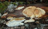 Postia fragilis image