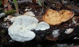 Postia fragilis image