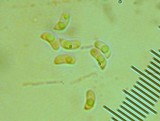 Postia fragilis image