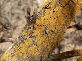 Oxneria fallax image