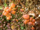 Hypholoma frowardii image