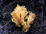 Ramaria flava image