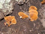 Austropaxillus boletinoides image